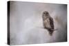 Winter Owl-Jai Johnson-Stretched Canvas