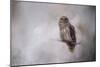 Winter Owl-Jai Johnson-Mounted Giclee Print