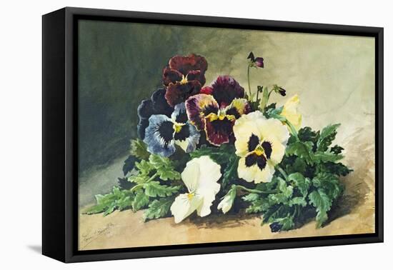Winter Pansies, 1884-Louis Bombled-Framed Stretched Canvas