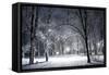 Winter Park in the Evening Covered with Snow with a Row of Lamps-Olegkalina-Framed Stretched Canvas