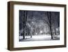 Winter Park in the Evening Covered with Snow with a Row of Lamps-Olegkalina-Framed Photographic Print