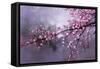 Winter Plum Blossom-Thomas Leung-Framed Stretched Canvas