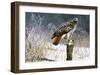 Winter Redtail-Russell Cobane-Framed Giclee Print