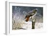 Winter Redtail-Russell Cobane-Framed Giclee Print