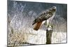 Winter Redtail-Russell Cobane-Mounted Giclee Print