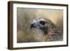 Winter Redtail-Jai Johnson-Framed Giclee Print