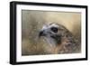 Winter Redtail-Jai Johnson-Framed Giclee Print