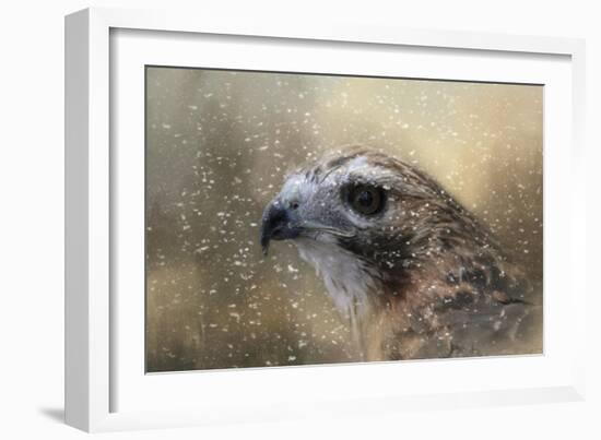 Winter Redtail-Jai Johnson-Framed Giclee Print