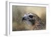 Winter Redtail-Jai Johnson-Framed Giclee Print