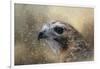 Winter Redtail-Jai Johnson-Framed Giclee Print