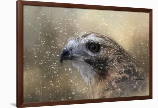 Winter Redtail-Jai Johnson-Framed Giclee Print