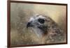 Winter Redtail-Jai Johnson-Framed Giclee Print