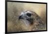 Winter Redtail-Jai Johnson-Framed Giclee Print