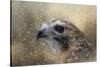 Winter Redtail-Jai Johnson-Stretched Canvas