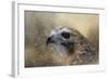 Winter Redtail-Jai Johnson-Framed Giclee Print