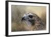 Winter Redtail-Jai Johnson-Framed Giclee Print