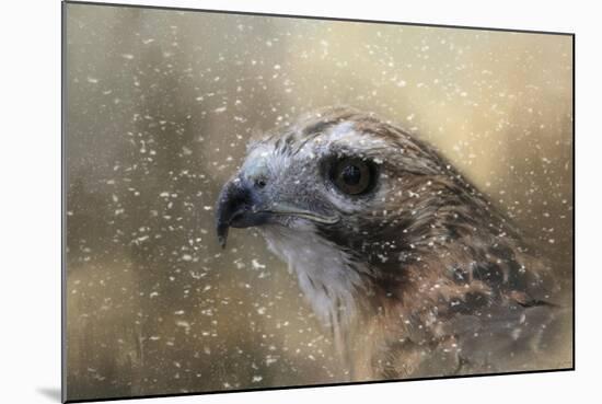 Winter Redtail-Jai Johnson-Mounted Giclee Print