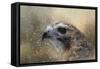 Winter Redtail-Jai Johnson-Framed Stretched Canvas