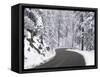 Winter Road in Yosemite National Park-Darrell Gulin-Framed Stretched Canvas