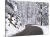 Winter Road in Yosemite National Park-Darrell Gulin-Stretched Canvas