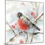 Winter Robin-Katrina Pete-Mounted Art Print