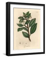 Winter's Bark Tree, Wintera Aromatica, Drimys Winteri-James Sowerby-Framed Giclee Print