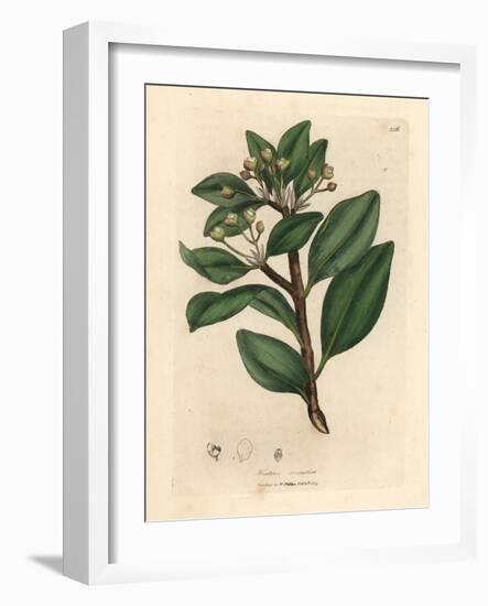 Winter's Bark Tree, Wintera Aromatica, Drimys Winteri-James Sowerby-Framed Giclee Print