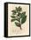 Winter's Bark Tree, Wintera Aromatica, Drimys Winteri-James Sowerby-Framed Stretched Canvas