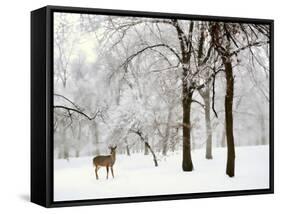 Winter's Breath-Jessica Jenney-Framed Stretched Canvas