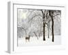 Winter's Breath-Jessica Jenney-Framed Photographic Print