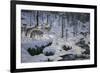 Winter's Cry-Jeff Tift-Framed Giclee Print