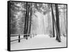 Winter's Path-Monte Nagler-Framed Stretched Canvas