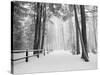 Winter's Path-Monte Nagler-Stretched Canvas