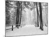 Winter's Path-Monte Nagler-Mounted Photographic Print