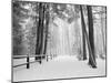 Winter's Path-Monte Nagler-Mounted Photographic Print