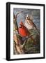 Winter's Perch 2-Trevor V. Swanson-Framed Giclee Print