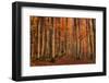 Winter's Soon to Come-Norbert Maier-Framed Photographic Print