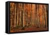 Winter's Soon to Come-Norbert Maier-Framed Stretched Canvas