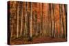 Winter's Soon to Come-Norbert Maier-Stretched Canvas