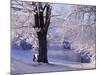 Winter Scene Beside the River Tay, Aberfeldy, Perthshire, Scotaland, UK-Kathy Collins-Mounted Photographic Print