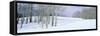 Winter Scene, Colorado-null-Framed Stretched Canvas