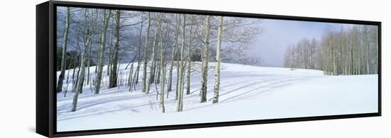 Winter Scene, Colorado-null-Framed Stretched Canvas