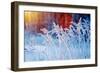 Winter Scene .Frozenned Flower .Pine Forest and Sunset-Fanfo-Framed Photographic Print