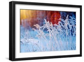 Winter Scene .Frozenned Flower .Pine Forest and Sunset-Fanfo-Framed Photographic Print