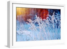 Winter Scene .Frozenned Flower .Pine Forest and Sunset-Fanfo-Framed Photographic Print