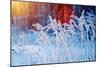 Winter Scene .Frozenned Flower .Pine Forest and Sunset-Fanfo-Mounted Photographic Print