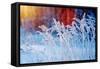 Winter Scene .Frozenned Flower .Pine Forest and Sunset-Fanfo-Framed Stretched Canvas