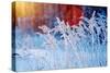 Winter Scene .Frozenned Flower .Pine Forest and Sunset-Fanfo-Stretched Canvas