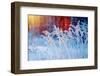 Winter Scene .Frozenned Flower .Pine Forest and Sunset-Fanfo-Framed Photographic Print