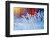 Winter Scene .Frozenned Flower .Pine Forest and Sunset-Fanfo-Framed Photographic Print